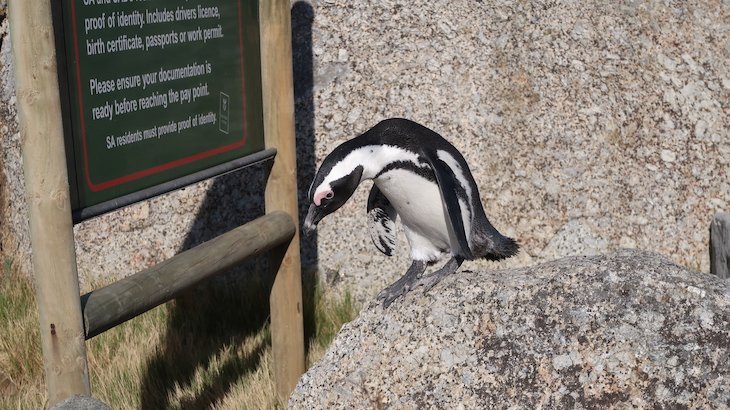 Pinguins africanos - Boulders Beach - África do Sul © Viaje Comigo