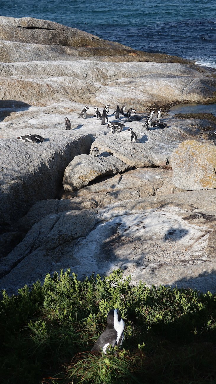 Pinguins africanos - Boulders Beach - África do Sul © Viaje Comigo