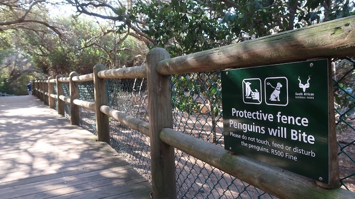 Cuidado: Pinguins podem morder, se se sentirem em perigo! Boulders Beach - África do Sul © Viaje Comigo