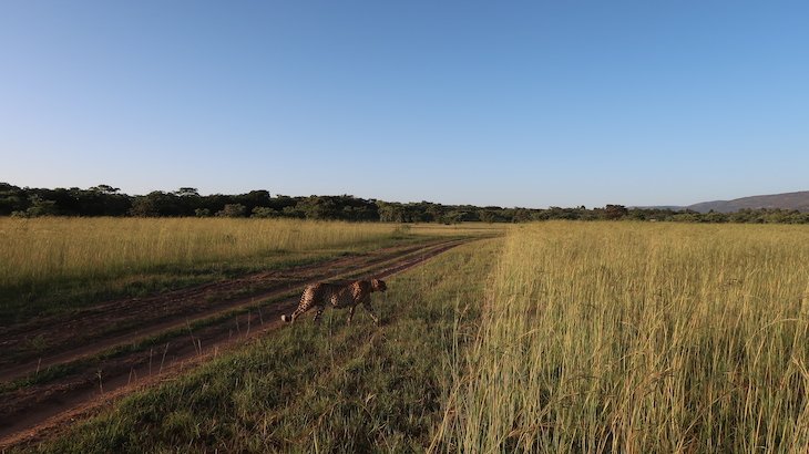 Chita na Entabeni Game Reserve - Limpopo - África do Sul © Viaje Comigo