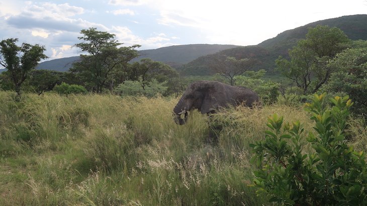 Elefante a passar no jipe, Entabeni Game Reserve - Limpopo - África do Sul © Viaje Comigo