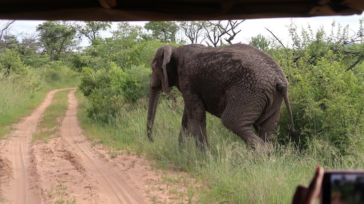 Elefante a passar no jipe, Entabeni Game Reserve - Limpopo - África do Sul © Viaje Comigo