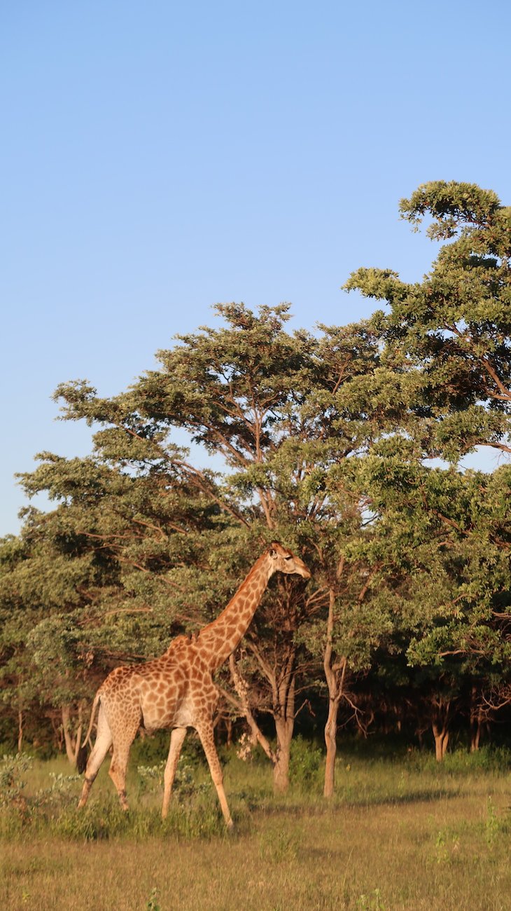 Girafas na Entabeni Game Reserve - Limpopo - África do Sul © Viaje Comigo