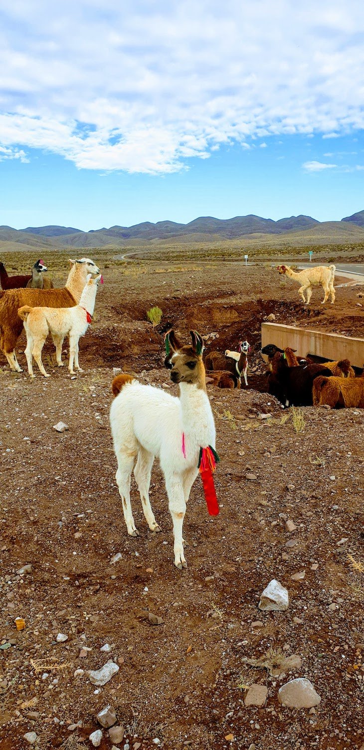 Lamas no Tour do Vale do Arco-Íris - Deserto no Atacama - Chile © Viaje Comigo
