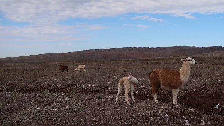 Guanacos no Tour do Vale do Arco-Íris - Deserto no Atacama - Chile © Viaje Comigo