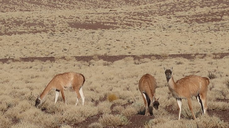 Guanacos no Tour do Vale do Arco-Íris - Deserto no Atacama - Chile © Viaje Comigo