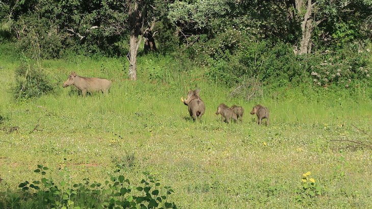 Hakuna Matata - Javalis na Entabeni Game Reserve - Limpopo - África do Sul © Viaje Comigo