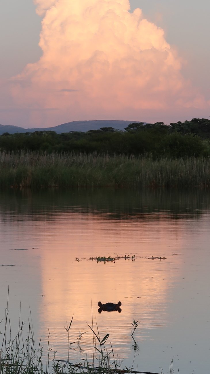 Hipópotamo no lago, Entabeni Game Reserve - Limpopo - África do Sul © Viaje Comigo