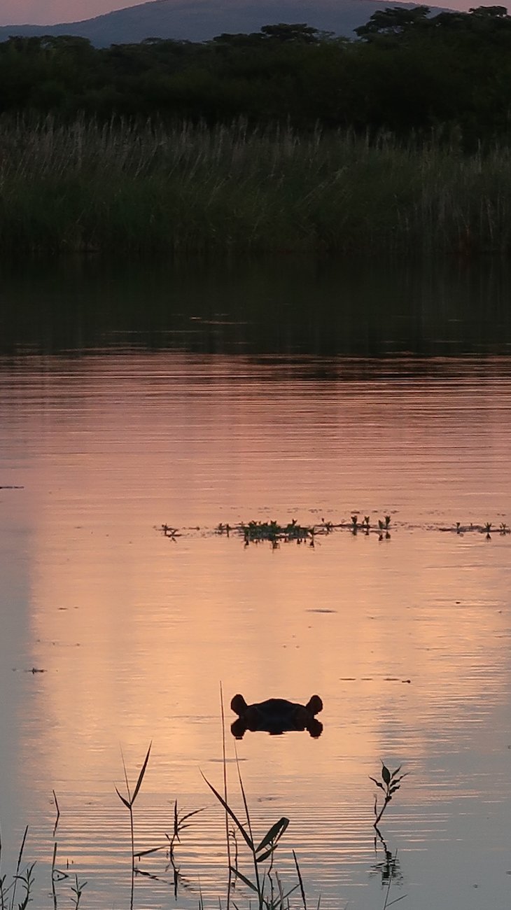 Hipópotamo no lago, Entabeni Game Reserve - Limpopo - África do Sul © Viaje Comigo