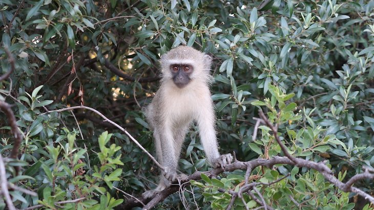 Macacos na Entabeni Game Reserve - Limpopo - África do Sul © Viaje Comigo