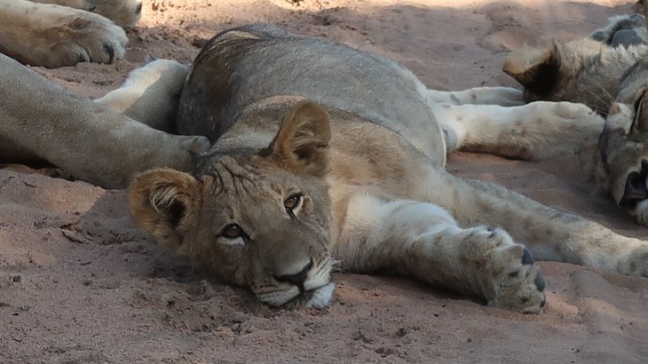 Família de leões, na Entabeni Game Reserve - Limpopo - África do Sul © Viaje Comigo