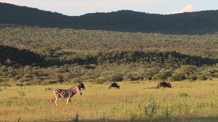 Zebras na Entabeni Game Reserve - Limpopo - África do Sul © Viaje Comigo