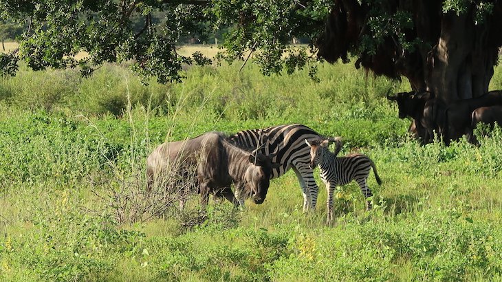 Zebras na Entabeni Game Reserve - Limpopo - África do Sul © Viaje Comigo