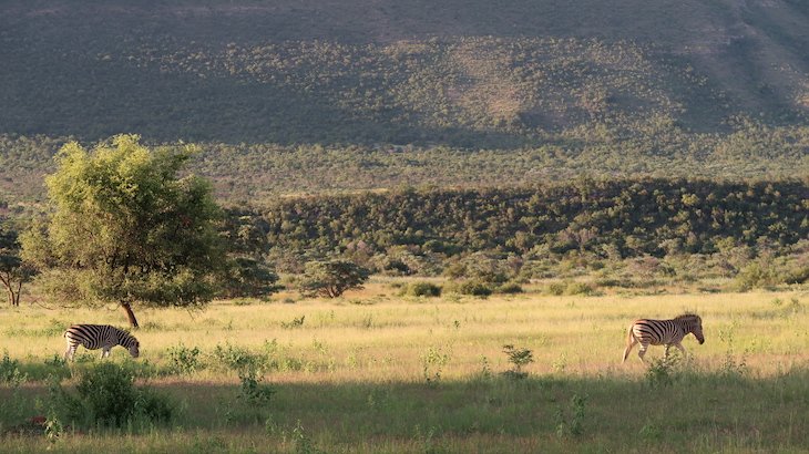 Zebras, Entabeni Game Reserve - Limpopo - África do Sul © Viaje Comigo
