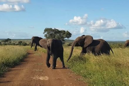 Kruger National Park- África do Sul © Viaje Comigo