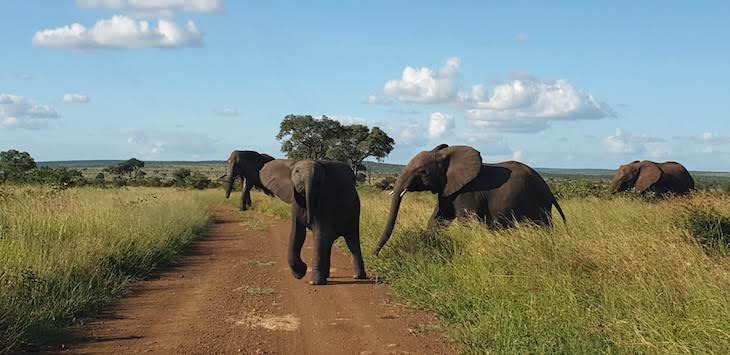 Kruger National Park- África do Sul © Viaje Comigo