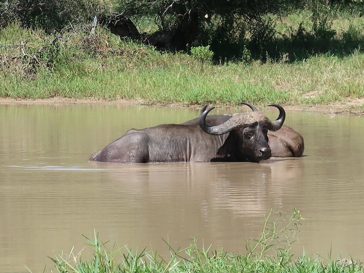 Búfalos no Kruger National Park- África do Sul © Viaje Comigo