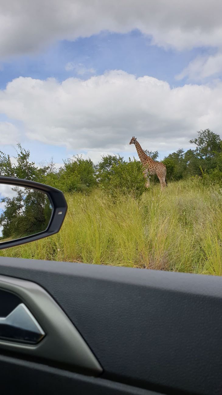 Girafa no Kruger National Park- África do Sul © Viaje Comigo