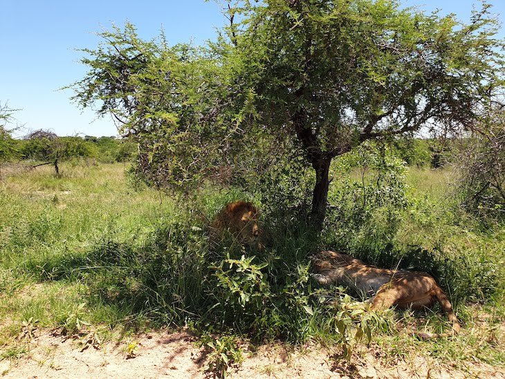 Leões no Kruger National Park- África do Sul © Viaje Comigo