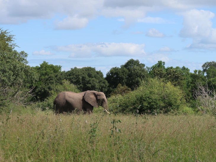 Elefante, Kruger National Park- África do Sul © Viaje Comigo