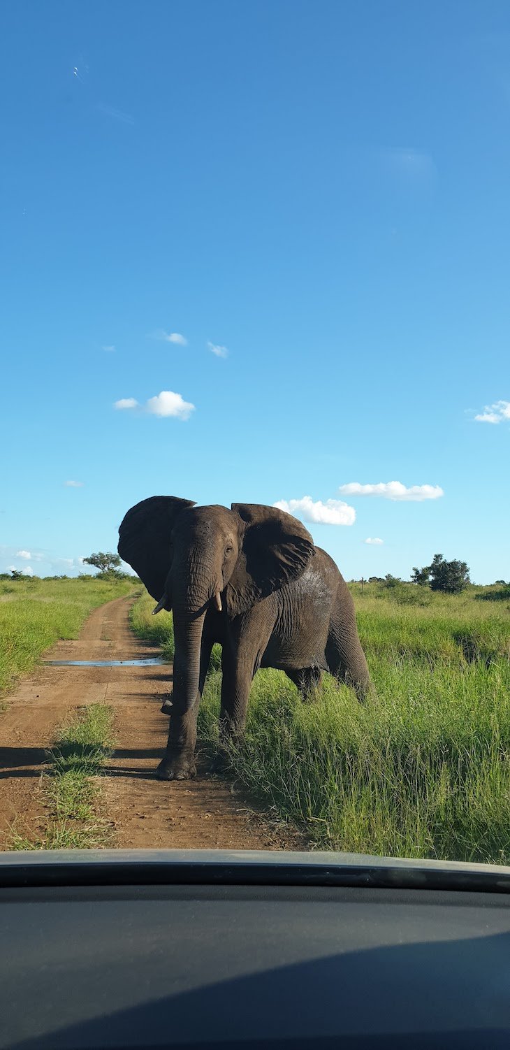 Contacto com elefante, Kruger National Park- África do Sul © Viaje Comigo