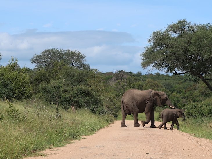 Elefante e bebé, Kruger National Park- África do Sul © Viaje Comigo