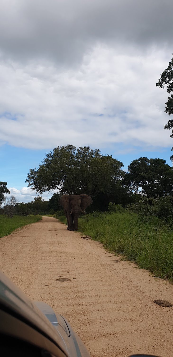 Elefante próximo do carro, Kruger National Park- África do Sul © Viaje Comigo