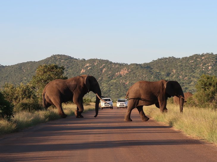 Elefantes, Kruger National Park- África do Sul © Viaje Comigo