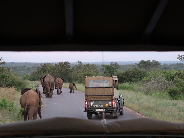 Elefantes e carros no Kruger National Park- África do Sul © Viaje Comigo