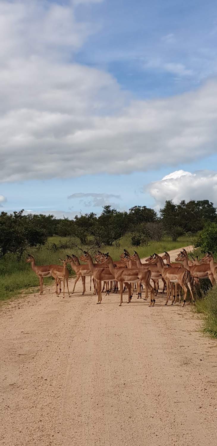 Kruger National Park- África do Sul © Viaje Comigo