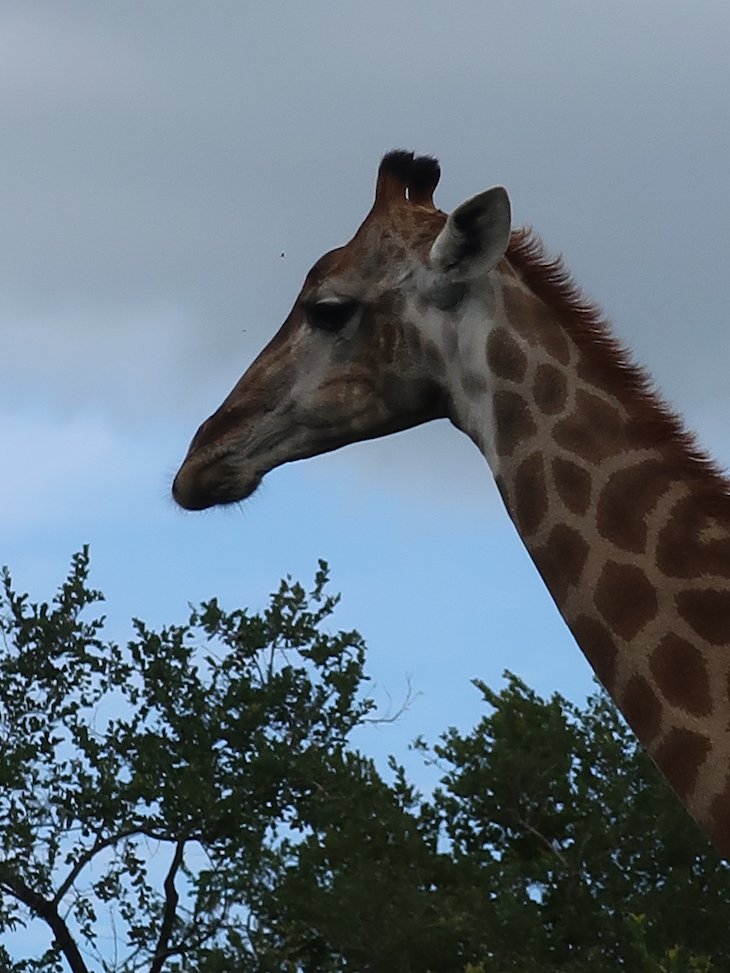 Girafa no Kruger National Park- África do Sul © Viaje Comigo
