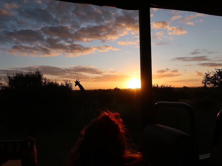 Girafa e nascer do sol - Kruger National Park- África do Sul © Viaje Comigo