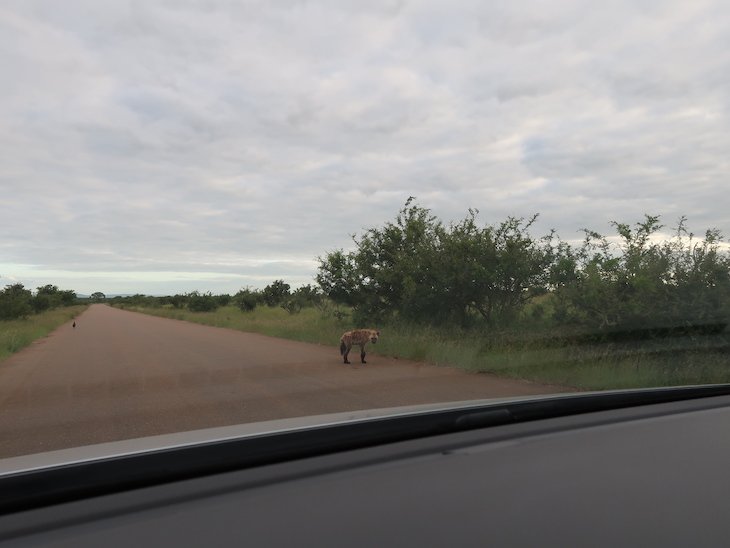 Hiena no Kruger National Park- África do Sul © Viaje Comigo