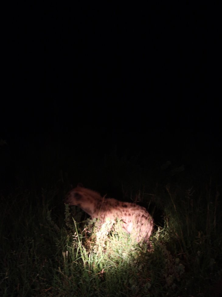 Hiena à noite - Kruger National Park- África do Sul © Viaje Comigo