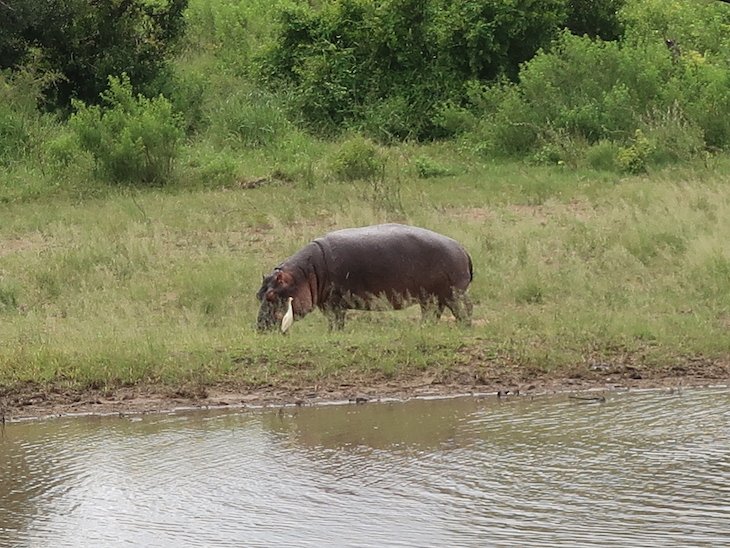 Hipópotamo no Kruger National Park- África do Sul © Viaje Comigo