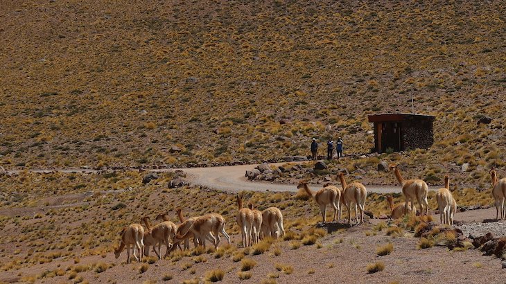 Tour Lagunas Altiplânicas e Piedras Rojas - Atacama - Chile © Viaje Comigo