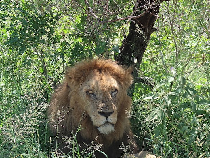 Leão no Kruger National Park- África do Sul © Viaje Comigo