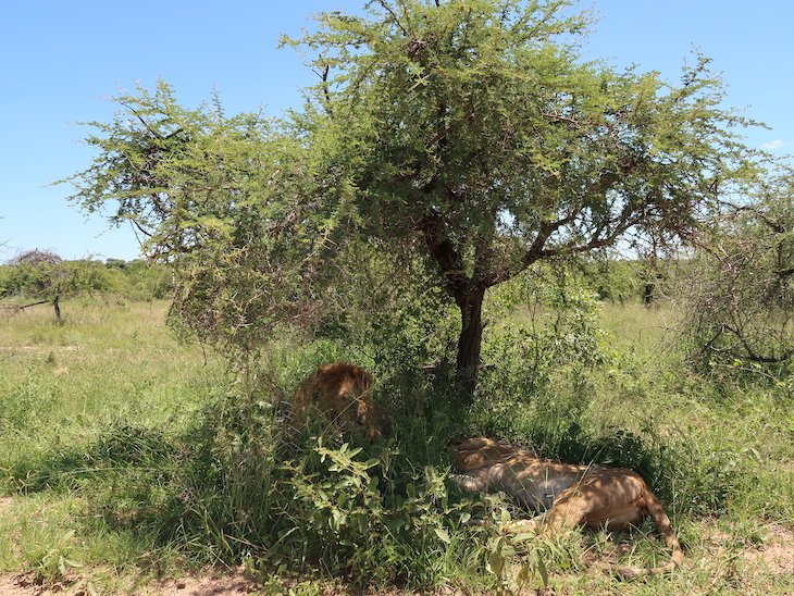 Leões no Kruger National Park- África do Sul © Viaje Comigo