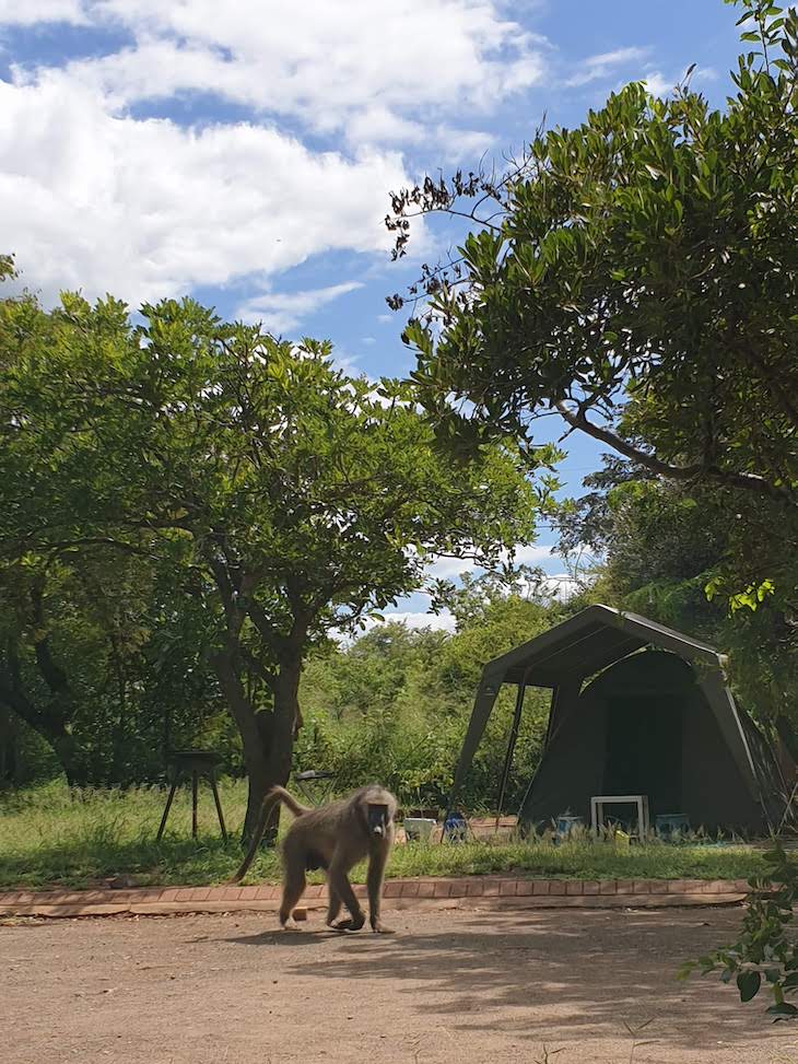 Macacos, Kruger National Park- África do Sul © Viaje Comigo