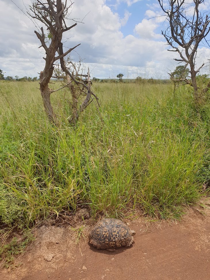 Tartaruga, Kruger National Park- África do Sul © Viaje Comigo