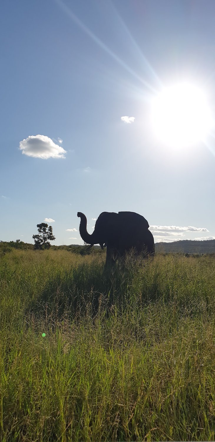 Contacto com elefante, Kruger National Park- África do Sul © Viaje Comigo