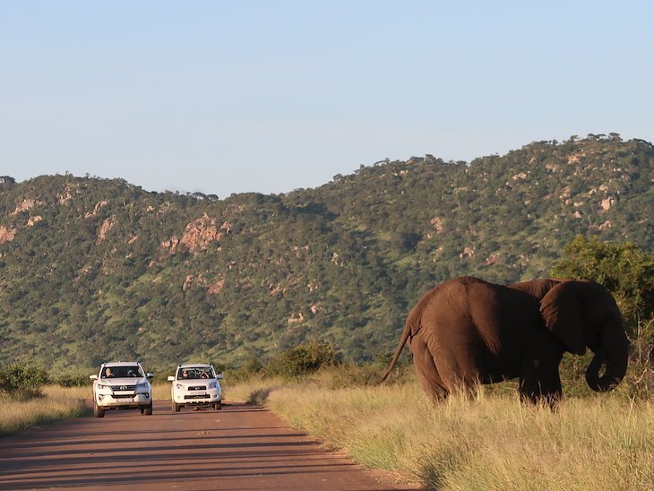 Elefantes e carros no Kruger National Park- África do Sul © Viaje Comigo