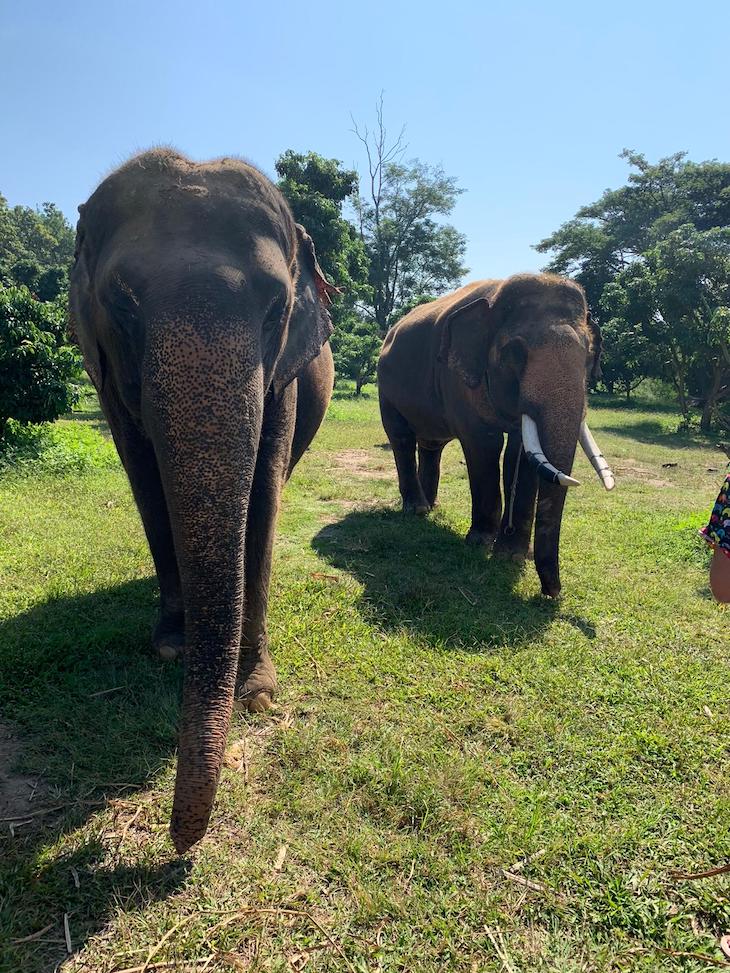 Santuário de elefantes - Chiang Mai - Tailândia © Viaje Comigo