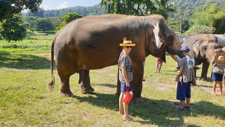 Santuário de elefantes - Chiang Mai - Tailândia © Viaje Comigo