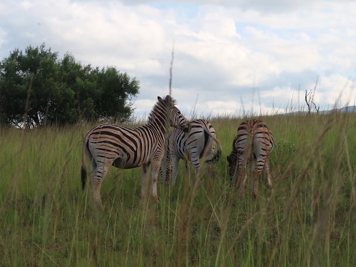 Mlilwane Wildlife Sanctuary - Suazilandia © Viaje Comigo