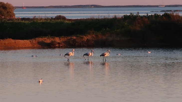 Flamingos nas salinas - Olhão - Algarve © Viaje Comigo