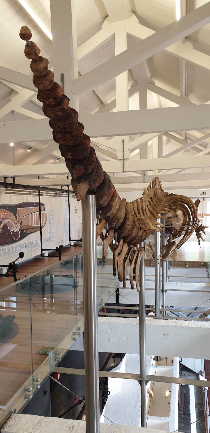 Esqueleto de cachalote - Museu da Fábrica da Baleia de Porto Pim - Faial - Açores - Portugal © Viaje Comigo