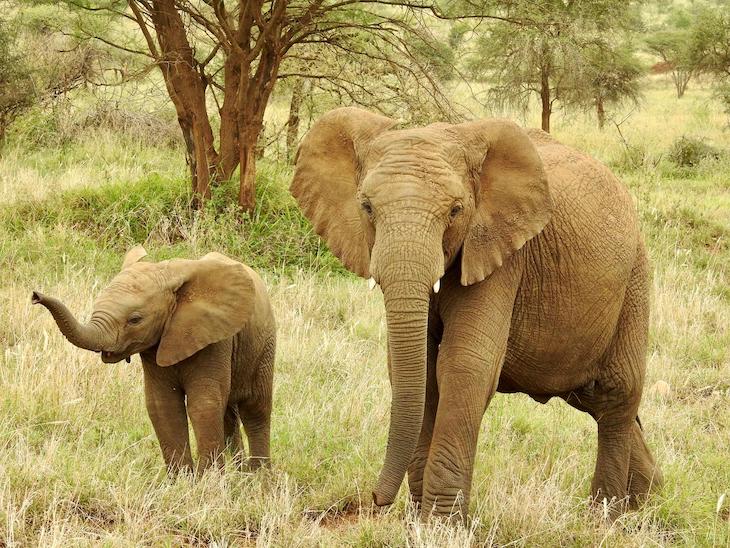 Elefantes na Tanzânia © Fotografia de Vitor Silva