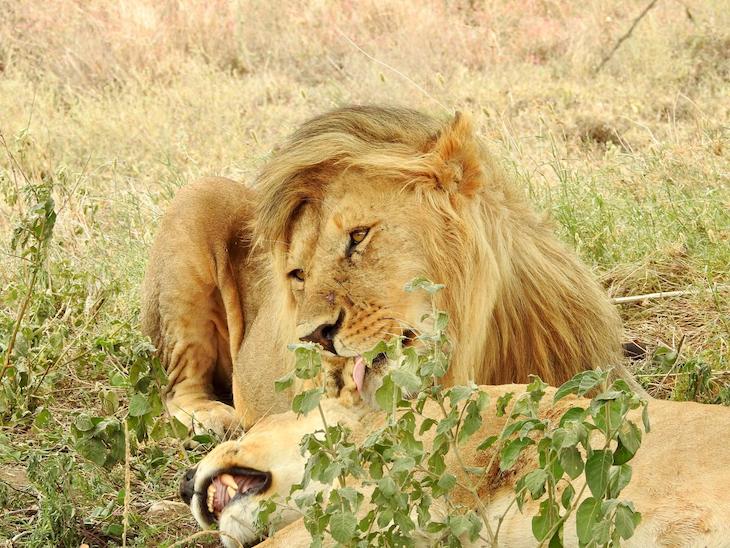 Casal de leões na Tanzânia © Fotografia de Vitor Silva
