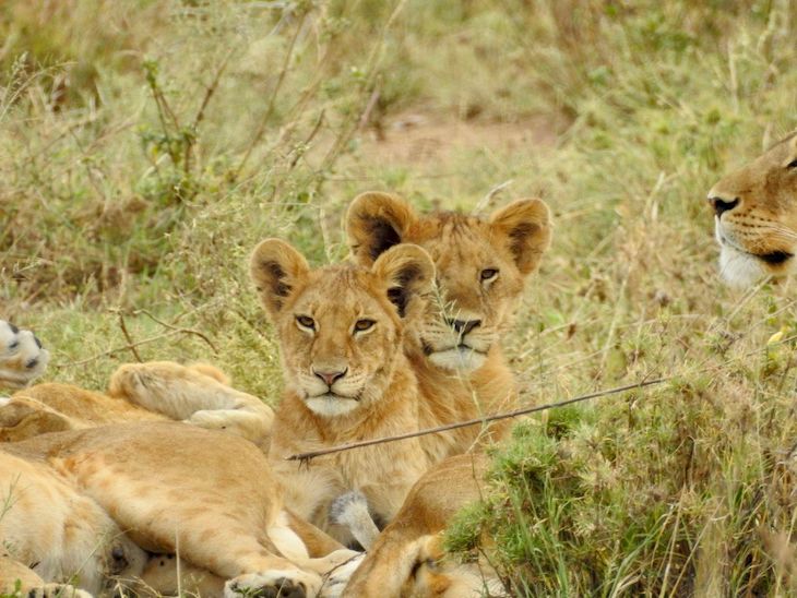 Crias de leões na Tanzânia © Fotografia de Vitor Silva